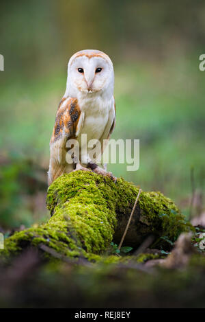 Portrait de Barn Owl captif assis sur une branche d'arbres couverts de mousse dans un bois Banque D'Images