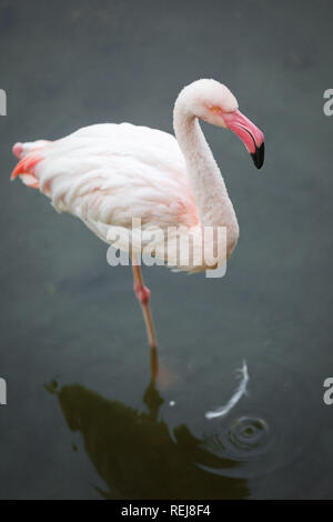 Flamant rose se tient sur une jambe dans l'eau à la soirée Banque D'Images