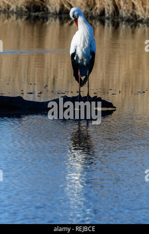 Une cigogne blanche debout sur le bois mort dans la lagune, Camargue, France. Banque D'Images