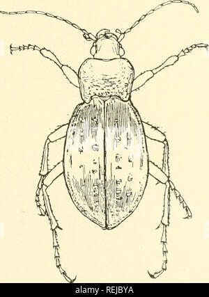 . Coleoptera illustrata. Les coléoptères. Coleoptera Illustrata, Tome I, n° 1. Plate XLVI. Carabidae.. 46. Carabus hortensis Linné. $ Long. 26 mm. Patria. L'Europe du nord et du Centre.. Veuillez noter que ces images sont extraites de la page numérisée des images qui peuvent avoir été retouchées numériquement pour plus de lisibilité - coloration et l'aspect de ces illustrations ne peut pas parfaitement ressembler à l'œuvre originale.. Notman, Howard. Brooklyn, N. Y. Banque D'Images