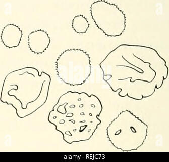 . La colchicine dans l'agriculture, la médecine, la biologie, et la chimie. La colchicine, la colchicine. Fig. ^4.5 ci-dessus. Les cellules mères de pollen et de pollen. Ci-dessous. Les grands- androsporocytes cellulaire anormale et les grains de pollen du Corthamus tinctorius. Fleurs traitées à un stade précoce de développement. (Après Krythe) ont été régulières. Les grains de pollen d'CoJdiicum monosporic ont été irrégulières, en cours, disporic tetrasporic ou trisporique,,. De nombreuses céréales transportées des fragments. Le jretation entre|faits à partir de ces études était à l'effet que la colchicine contenue dans les cellules de Colchicum créé une autotoxicos Banque D'Images