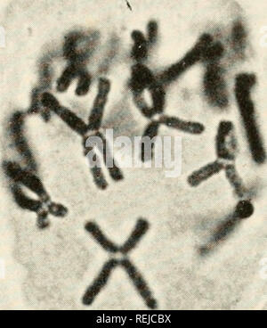 . La colchicine dans l'agriculture, la médecine, la biologie, et la chimie. La colchicine, la colchicine. . Veuillez noter que ces images sont extraites de la page numérisée des images qui peuvent avoir été retouchées numériquement pour plus de lisibilité - coloration et l'aspect de ces illustrations ne peut pas parfaitement ressembler à l'œuvre originale.. Eigsti, O. J. (ORIE), Jacob 1908- ; Dustin, Pierre. Ames, Iowa State College Press Banque D'Images