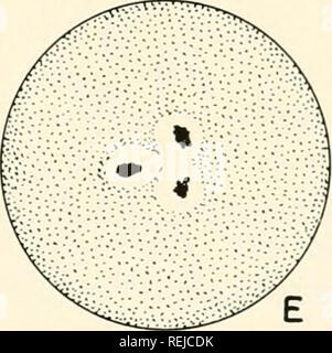 . La colchicine dans l'agriculture, la médecine, la biologie, et la chimie. La colchicine, la colchicine. . Veuillez noter que ces images sont extraites de la page numérisée des images qui peuvent avoir été retouchées numériquement pour plus de lisibilité - coloration et l'aspect de ces illustrations ne peut pas parfaitement ressembler à l'œuvre originale.. Eigsti, O. J. (ORIE), Jacob 1908- ; Dustin, Pierre. Ames, Iowa State College Press Banque D'Images