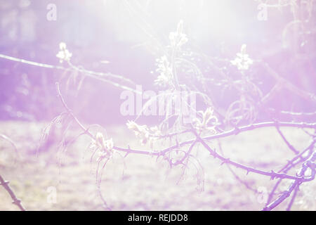 Photo en gros plan du printemps les jeunes feuilles fraîches sur les branches d'arbres avec des bourgeons sur l'arrière-plan flou Banque D'Images