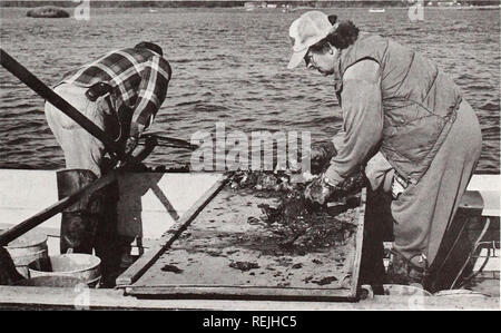 . Coast Watch. Ressources marines ; océanographie ; la gestion des zones côtières ; l'écologie côtière. Par Sarah Peters VENDREDI SUR LE TRAVAIL DE L'EAU. Les bateaux à moteur ronfle dans un quartier calme comme oysterman monotone Raymond Graham d'écumage dans Newport River dans son esquif à la main. Les ondulations de l'eau comme il fait son chemin à une mer d'environ un demi-mile de sa cabane de pêche sur la rive. C'était un voyage, le Mill Creek fisher- homme avait fait presque tous les jours de sa vie. L'eau est dans son sang, vous pourriez dire. Cinq générations de Graham ont travaillé les eaux de la rivière de Newport. Le premier dollar Raymond jamais faits sont venus Banque D'Images