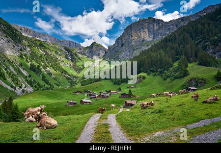 Magnifique panorama de paysage depuis les Alpes suisses, avec des vaches, des prairies et des fermes. Prise à Äsch (Asch) village, canton d'Uri, Suisse. Banque D'Images