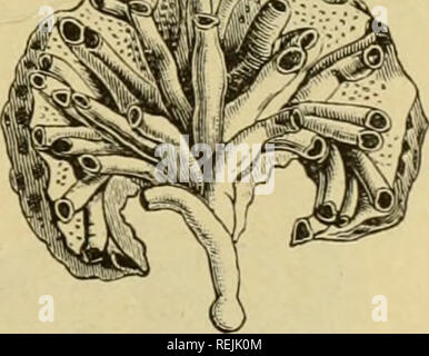 . Le Dr Johannes Leunis Synopsis der thierkunde. Ein Handbuch für höhere lehranstalten und für alle, welche sich mit der wissenschaftlich naturgeschichte der thiere beschäftigen wollen. Les animaux. II. Gyinnolaeinäta. ÄrciSttJirbter. 29 gelbli^ gvünüdigclb gefärbt ober ,^iirücfge ; bei5ogcneu äinjcltbieven Obev (contour d'écran tft pdje ^toctcö gauj abeille glatt ; ai ^icutatel lö bcv l)17 ; -§ö()e bc" toctc" ©jenever in bi§ (JO*. atortfec^'" uövMidtev xntlaiitifcter Dccaii ;, gemein. 3. llntcrorilttUnö. CyelOStOlliala^-'. ^mciftene tatfig §, cHen. 859. renfiJrmig cnttvcber röf), Uoflftäubig ciiuicfcnft uiib feittid Banque D'Images