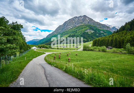 Côté route SWIS Alpes paysage avec pré rivière et vaches dans canton de Graubünden, Suisse Banque D'Images