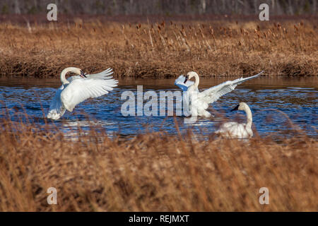 Deux cygnes trompettes migrateurs face off sur un jour d'automne au potter Marsh, Anchorage, Alaska Banque D'Images