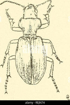 . Coleoptera illustrata. Les coléoptères. Coleoptera Illustrata, Tome I, n° 2. XXIII la plaque. Carabidae. 73. Craspedonotus tibialis, Schaum. $ I.' ing. 23,5 mm. Patria. Le Japon.. Veuillez noter que ces images sont extraites de la page numérisée des images qui peuvent avoir été retouchées numériquement pour plus de lisibilité - coloration et l'aspect de ces illustrations ne peut pas parfaitement ressembler à l'œuvre originale.. Notman, Howard. Brooklyn, N. Y. Banque D'Images
