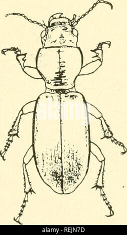. Coleoptera illustrata. Les coléoptères. Coleoptera Illustrata, Tome I, n° 2. XXII de la plaque. Carabidae. 72. Broscus cephalotes, Linnaeus. 5 Long. 22,5 mm. Patria. L'Europe du nord et du Centre.. Veuillez noter que ces images sont extraites de la page numérisée des images qui peuvent avoir été retouchées numériquement pour plus de lisibilité - coloration et l'aspect de ces illustrations ne peut pas parfaitement ressembler à l'œuvre originale.. Notman, Howard. Brooklyn, N. Y. Banque D'Images
