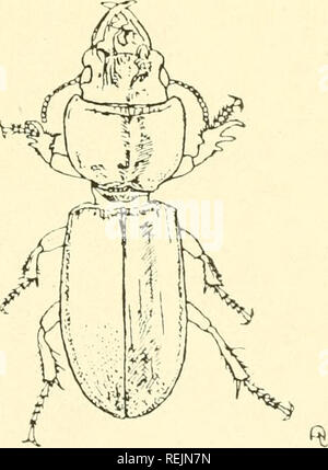 . Coleoptera illustrata. Les coléoptères. COLEOPTERA ILLUSTRATA, VOL. I. N° 2. Plaque Carabidae XXI.. 71. Scarites laevigatus, Linnaeus. Long. 18 mm. Patria. Côtes de la Méditerranée et la mer Noire.. Veuillez noter que ces images sont extraites de la page numérisée des images qui peuvent avoir été retouchées numériquement pour plus de lisibilité - coloration et l'aspect de ces illustrations ne peut pas parfaitement ressembler à l'œuvre originale.. Notman, Howard. Brooklyn, N. Y. Banque D'Images