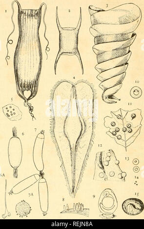 . Vertébrés à sang froid : Partie I. Les poissons. Poissons, amphibiens, reptiles. Les poissons. Fig. 41. Les oeufs et les cas de divers poissons : oeufs I, de roussette ; 2 ; 3, de skate, de Port Jackson requin ; 4, d'chimeroid ; 5 oeufs ; 6, la lamproie, 6a, la myxine, Myxirie, oeufs et processus terminal de celle-ci ; 7, 7a, la myxine, Eptatretus, œufs en grappe, et les processus de crochet terminal ; 8 capsules blennies, jointe à l'algue ; 9 oeufs, blennies élargie montrant mode de fixation de la capsule ; 10 oeufs ; 11, des dipneustes, sturgeon oeufs attachés ; 12, gar-pike oeufs attachés ; 13, mer-bass les œufs ; 14 oeufs ; 15, l'alose, poisson-chat oeuf, showi Banque D'Images