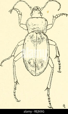 . Coleoptera illustrata. Les coléoptères. COLEOPTERA ILLUSTRATA, VOL. I, No 2. Plaque Carabidae XV.. 65. Carabus glabratus, Paykull. £ Long. 27,5 mm. Patria. L'Europe du nord et du Centre.. Veuillez noter que ces images sont extraites de la page numérisée des images qui peuvent avoir été retouchées numériquement pour plus de lisibilité - coloration et l'aspect de ces illustrations ne peut pas parfaitement ressembler à l'œuvre originale.. Notman, Howard. Brooklyn, N. Y. Banque D'Images