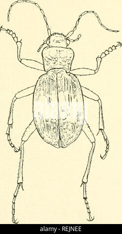 . Coleoptera illustrata. Les coléoptères. COLEOPTERA ILLUSTRATA, Tome I, n° 2. Plaque Carabidae XIII.. 63. Carabus linneii, Panzer. J1 Long. 15,5 mm. Patria. Carpates.. Veuillez noter que ces images sont extraites de la page numérisée des images qui peuvent avoir été retouchées numériquement pour plus de lisibilité - coloration et l'aspect de ces illustrations ne peut pas parfaitement ressembler à l'œuvre originale.. Notman, Howard. Brooklyn, N. Y. Banque D'Images