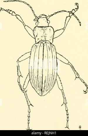 . Coleoptera illustrata. Les coléoptères. COLEOPTERA ILLUSTRATA, Tome I, n° 2. Plaque C. 55 Carabidae. Carabus galicianus, sanglant. £ Long. 21,5 mm. Patria. L'Espagne, le Portugal.. Veuillez noter que ces images sont extraites de la page numérisée des images qui peuvent avoir été retouchées numériquement pour plus de lisibilité - coloration et l'aspect de ces illustrations ne peut pas parfaitement ressembler à l'œuvre originale.. Notman, Howard. Brooklyn, N. Y. Banque D'Images