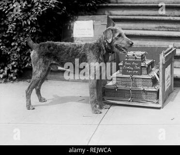 Le Président Warren G. Harding's Dog, Laddie Boy's Birthday Cake, Washington DC, USA, National Photo Company, 25 juillet 1923 Banque D'Images