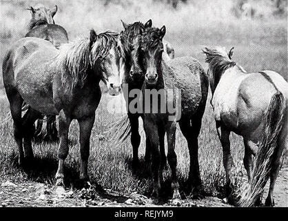 . Coast Watch. Ressources marines ; océanographie ; la gestion des zones côtières ; l'écologie côtière. TIDINGS CÔTIÈRES Chevaux sauvages recevoir le vaccin contre le contrôle des naissances e son année, N.C. Division de la gestion côtière fonctionnaires tentent d'arrêter le overpopula- tion de chevaux sauvages à la réserve de Rachel Carson site en mer de Beaufort. En mars, les chevaux qui vivent sur une collection d'îles qui comprend l'île de carotte, Ville d'oiseaux de marais, l'île Shoal et l'a reçu la vaccination. La division veut contrôler le nombre de chevaux pour s'assurer que le troupeau continue d'avoir assez de nourriture et d'eau, et d'empêcher un Banque D'Images