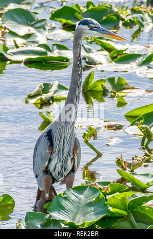 Blue Heron (Ardea herodias) debout dans un marais de Floride. Banque D'Images