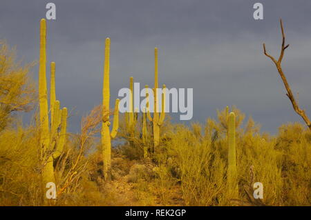 Cactus Saguaro (Carnegiea gigantea) Paysage Banque D'Images