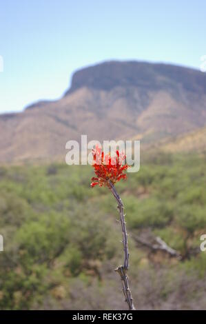 La fleur (Fouquieria splendens) en premier plan de la montagne en arrière-plan Banque D'Images