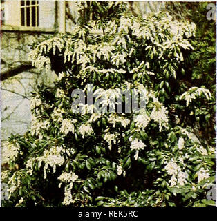 . C. M. Hobbs &AMP ; Fils. Horticulture pépinières de conifères ; Catalogues Catalogues ; catalogues ; des arbres fruitiers et plantes grimpantes ; Catalogues Catalogues Catalogues arbustes ; les légumes. Houx d'Amérique. VIBURNUM rhytidophyllum Viorne (Viburnum) Feuille de cuir. Un grand vert foncé long leath feuille-- dodendron Rho ressemblant à la feuille. Des grappes de petites fleurs blanches sont suivies de petits fruits rouge plus tard. Une plante qui va ajouter beaucoup à votre paysage usine- ings. C. burkwoodi. Souvent appelé à l'usine sœur Viburnum Carlesi à cause de ses fleurs blanches bordées de rose afin de constituer des grappes de beauti- ful Banque D'Images