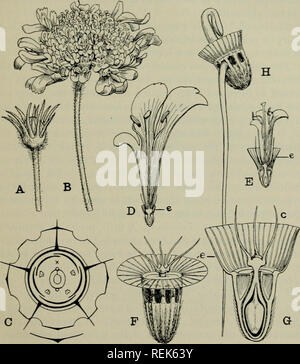 . La classification des plantes à fleurs. Les plantes. - 573 Si les plantes sont généralement des plantes herbacées, une plus faible partie de la persistance de la prostate devient parfois la tige ligneuse, comme dans Scabiosa lucida et autres. Dans certaines espèces lignicoles- steppe de Scabiosa la plante entière devient. Fig. 266. Scabiosa graminifolia. A, B. Head en bouton et fleur, légèrement réduit. C. diagramme floral. Les deux anneaux extérieurs représentent le epiealj^x, indiqué par e dans les chiffres. D'une, E une fleur intérieure dans la section verticale, x 2^. F. Fruits, X 5. G. Fruit en section longitudinale, l'epicalyx, e, est plus asc Banque D'Images