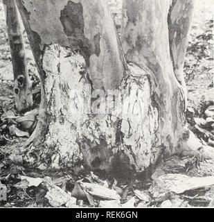 . Clitocybe pourriture des racines de plantes ligneuses dans le sud-est des États-Unis. La pourriture des racines du Sud des États-Unis ; les maladies et ravageurs des plantes ligneuses d'États du Sud. CLITOCYBE Pourriture des racines de plantes ligneuses 9 feuilles du mycélium qui se développent sous l'écorce sont la concordance avec les lésions (fig. 4). Dans certaines espèces de pins australienne la pourriture des racines par annélation basale stimule souvent une hypertrophie marquée des troncs im- immédiatement au-dessus de l'annelage des pièces. Fruits des arbres, telles que pêche, prune, Caroline et laurelcherry, souvent plus ou moins développer la formation de gomme dans la région cambiale, qui peut être si Banque D'Images