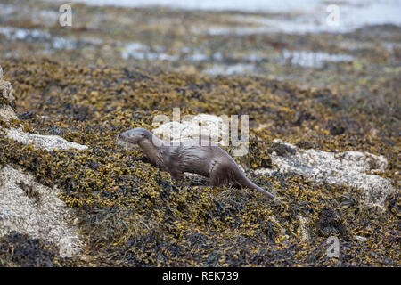 EURASIAN loutre (Lutra lutra). Le mouvement, en quête de nourriture chez les algues brunes dans la plage de la zone intertidale sur une plage de Mull. Color camouflées. L'Écosse. Banque D'Images