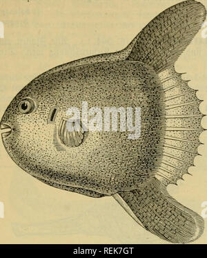 . Le Dr Johannes Leunis Synopsis der thierkunde. Ein Handbuch für höhere lehranstalten und für alle, welche sich mit der wissenschaftlich naturgeschichte der thiere beschäftigen wollen. Les animaux. VI. Lophobvanchii iPüfd^ctficmcv.. 767. 5ig. 611. Orthagoiiscus ^f mola. VI. • Liopliolirancliir. ö l&amp;^elfiemct § 563 iifd. (§. 477,6.). {Iüid clförmig Giemen)(^Jicj. 612.) ; iticmcnbccfd eine ein = fad^^^e gro c platte ; ftatt^uppen ber ©c angeorbnete ringförmig l ?nod)cn = platten dans ^ber ant ; ©(^lüimmblafe Suftgang Dl)ne.. Veuillez noter que ces images sont extraites de la page numérisée des images qui peuvent avoir Banque D'Images