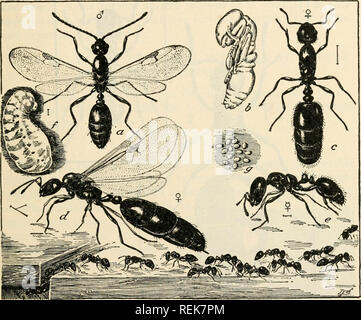 . Livre de classe d'entomologie économique. Les insectes, nuisibles et bénéfiques. [From old catalog] ; insectes ; les insectes. CLASSIFICATION ET DESCRIPTION DES INSECTES COMMUNS 361 Emery), et de l'ant meadow ou ccespitum {ant chaussée Tetramorium Linn.)- Les trois dernières espèces susmentionnées sont également fré- quenters de jardins et pelouses (Fig. 238). Monomorium pharaonis fourmis maison {Linn.).-(Consulter Circ. 34, Bull. 740, U.S. Dep. Ag. ; Wheeler fourmis.) Ce sont les petites fourmis rouges qui ont leur nid dans un mur ou sous le plancher,. Fig. 238.-La petite fourmi noire {Monomorium minimum) : un, homme ; Banque D'Images