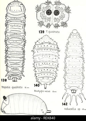 . Une classification des larves et pupes des Syrphidae de l'Illinois, à l'exclusion des formes aquatiques. Les insectes diptères Syrphidae ; ; ; les larves. CLASSIFICATION DES SYRPHIDAE-HEISS 137. Volucella sp. 11.. 141 TropidLa quadrata q™. Assiette XVI. Veuillez noter que ces images sont extraites de la page numérisée des images qui peuvent avoir été retouchées numériquement pour plus de lisibilité - coloration et l'aspect de ces illustrations ne peut pas parfaitement ressembler à l'œuvre originale.. Elizabeth Heiss, Madeleine, 1907-. Urbana, University of Illinois Press Banque D'Images