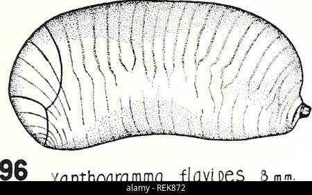 . Une classification des larves et pupes des Syrphidae de l'Illinois, à l'exclusion des formes aquatiques. Les insectes diptères Syrphidae ; ; ; les larves. CLASSIFICATION DES SYRPHIDAE-HEISS 1-7. Veuillez noter que ces images sont extraites de la page numérisée des images qui peuvent avoir été retouchées numériquement pour plus de lisibilité - coloration et l'aspect de ces illustrations ne peut pas parfaitement ressembler à l'œuvre originale.. Elizabeth Heiss, Madeleine, 1907-. Urbana, University of Illinois Press Banque D'Images
