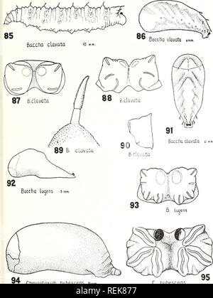 . Une classification des larves et pupes des Syrphidae de l'Illinois, à l'exclusion des formes aquatiques. Les insectes diptères Syrphidae ; ; ; les larves. CLASSIFICATION DES SYRPHIDAE-HEISS 125. Chrysotoxum pubescens 8mm. Plaque C. pubescens X. Veuillez noter que ces images sont extraites de la page numérisée des images qui peuvent avoir été retouchées numériquement pour plus de lisibilité - coloration et l'aspect de ces illustrations ne peut pas parfaitement ressembler à l'œuvre originale.. Elizabeth Heiss, Madeleine, 1907-. Urbana, University of Illinois Press Banque D'Images