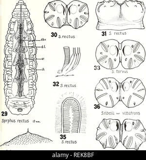 . Une classification des larves et pupes des Syrphidae de l'Illinois, à l'exclusion des formes aquatiques. Les insectes diptères Syrphidae ; ; ; les larves. CLASSIFICATION DES SYRPHIDAE-HEISS 113. 34 S. rectus 385, knabi. Veuillez noter que ces images sont extraites de la page numérisée des images qui peuvent avoir été retouchées numériquement pour plus de lisibilité - coloration et l'aspect de ces illustrations ne peut pas parfaitement ressembler à l'œuvre originale.. Elizabeth Heiss, Madeleine, 1907-. Urbana, University of Illinois Press Banque D'Images