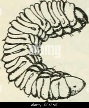 . Livre de classe d'entomologie économique, avec une référence particulière à la insectes économique du nord des États-Unis et au Canada. Les insectes bénéfiques ; les insectes nuisibles ; insectes ; les insectes. . Veuillez noter que ces images sont extraites de la page numérisée des images qui peuvent avoir été retouchées numériquement pour plus de lisibilité - coloration et l'aspect de ces illustrations ne peut pas parfaitement ressembler à l'œuvre originale.. Lochhead, William, 1864-1927. Philadelphia : Blakiston Banque D'Images