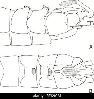 . La classification, l'évolution, et de la dispersion de l'hiver. Allocapnia genre stonefly Les insectes ; Allocapnia. . Veuillez noter que ces images sont extraites de la page numérisée des images qui peuvent avoir été retouchées numériquement pour plus de lisibilité - coloration et l'aspect de ces illustrations ne peut pas parfaitement ressembler à l'œuvre originale.. Ross, Herbert Holdsworth, 1908- ; Ricker, William Edwin. Urbana, University of Illinois Press Banque D'Images