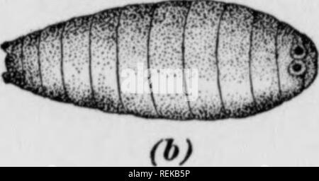 . En vertu de l'irragation fruits Cirtus. Les agrumes, les fruits-culture. . Veuillez noter que ces images sont extraites de la page numérisée des images qui peuvent avoir été retouchées numériquement pour plus de lisibilité - coloration et l'aspect de ces illustrations ne peut pas parfaitement ressembler à l'œuvre originale.. Scranton : Manuel International Co. Banque D'Images