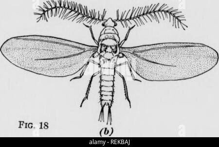 . En vertu de l'irragation fruits Cirtus. Les agrumes, les fruits-culture. Fig. 18 malo "s&lt;tic est ™gd, r" Fij, 8, (") k illustré le fomlo adultes en été, les œufs éclosent à partir de 10 à 12 davs- en hiver m'environ 3 semaines. Les larves s'installent sur le^lea S'and'nde ; rameaux, argely le long de la côte et les veines de la feuille Uter au tronc, bien que certains cas m'ils restent sur les feuilles tTmJ ^ "fT"''*''''°" * ''™'- '^^''"'' ' ^^^» cTson la variation dans la ''r P"'f°^' * ''''•^^^ »»»»^^ ^^ ----S de la même saison. Certains viendront à échéance dans 3 mois et d'autres ne le seront pas mature m Banque D'Images