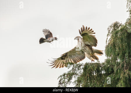 Pays-bas, 's-Graveland, domaine Spanderswoud. Eurasian jay ( Garrulus glandarius ) buse variable (Buteo buteo) pour protéger son nid dans Banque D'Images