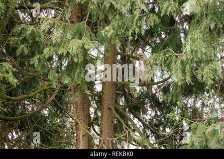 Pays-bas, 's-Graveland, 's-Gravelandse Buitenplaatsen, domaine rural appelé Spanderswoud. Buse variable (Buteo buteo). Banque D'Images