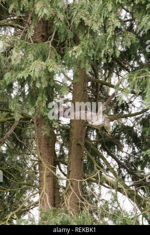 Pays-bas, 's-Graveland, 's-Gravelandse Buitenplaatsen, domaine rural appelé Spanderswoud. Buse variable (Buteo buteo). Banque D'Images