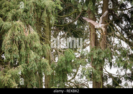 Pays-bas, 's-Graveland, 's-Gravelandse Buitenplaatsen, domaine rural appelé Spanderswoud. Buse variable (Buteo buteo). Banque D'Images