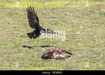 Pays-bas, 's-Graveland, 's-Gravelandse Buitenplaatsen, domaine rural appelé Hilverbeek. Buse variable (Buteo buteo) attaqué par crow. Banque D'Images