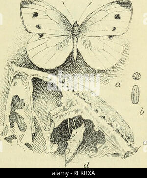 . Circulaire. Les insectes. 63^ ONU 3 e. y) c LlbKAR V 4 DE L'Université de l'ILLINOIS Circulaire no. 60. Ministère de l'Agriculture des États-Unis, Bureau de l'ENTOMOLOGIE. L. O. HOWARD, entomologiste. Le ver du chou importé. * Pontia (viols Linn.) par F. H. Chittenden, en charge de la reproduction des expériences. I CARACTÉRISTIQUES GÉNÉRALES. Le pire des nombreux ennemis destructeurs de /chou et d'autres crucifères est la larve ou chenille d'un papillon blanc connu des scientifiques . comme rapw Pontia (Pieris) . Linn. La chenille, appelée la cabine importés- bage ver, est trop bien connue des ferme- ers (throughou Banque D'Images