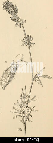. Circulaire. Gramineae -- United States ; les plantes fourragères -- États-Unis. Les plantes fourragères, parce qu'il allonge le soiHng hors saison, et de la fourrure- nishes fin feuillage vert en automne et très tôt au printemps, au cours de deux périodes de végétation peu abondante. La vesce d'hiver devrait être coupé pour le foin quand en pleine floraison. Un soin considérable est nécessaire pour l'obtenir dans la pile ou dans un bâtiment sans son chauffage. N'importe qui qui peut faire de bons ou de niébé du foin de luzerne peut traiter avec succès la vesce d'hiver. La vesce de rein. (Anthyllis vulneraria.) Le rein de la vesce (fig. 5) est une légumineuse vivace qui est à l'état sauvage sur une grande partie Banque D'Images