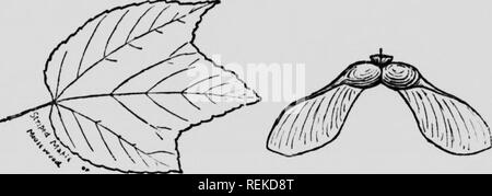 . Le forestier d'entretien, ou des arbres, de la forêt de l'Est de l'Amérique du Nord [microforme]. Arbres, Arbres. 18. . ACERACE^ - famille de l'érable l'érable de Pennsylvanie, l'érable ou le chénopode Moosewood. Acer (sylvanicum- penn) un petit arbre jusqu'à 35 pieds de haut, dans de grands bois, appelé "Striped" parce que ses petites branches ont des lignes blanches. Il est beaucoup consommé par les orignaux. Wood, brown, soft, près à grain fin, la lumière. Feuilles, 5 à 6 pouces de long. Un pied cube pèse 33 lbs.. Veuillez noter que ces images sont extraites de la page numérisée des images qui peuvent avoir été retouchées numériquement pour plus de lisibilité - et l'aspect de coloration Banque D'Images