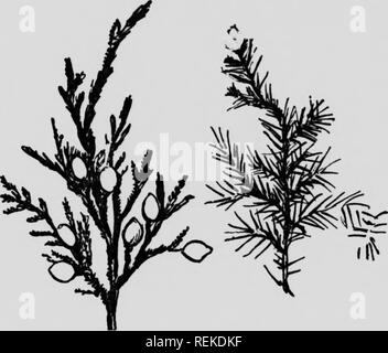 . Le forestier d'entretien, ou des arbres, de la forêt de l'Est de l'Amérique du Nord [microforme]. Arbres, Arbres. Manuel des forestiers ft^ n. Cèdre rouge montrant les fruits et deux styles de brindilles flife size) sur la même arborescence 2. ^LICACE^-S. LA FAMILLE DU SAULE le saule sont un grand groupe et difficile. Britton et Brown énumérer 34 espèces dans les limites de l'Amérique du nord-est, et 160 sur le globe, dont 80 se trouvent dans ce continent. Des 34, 9 seulement atteindre la dignité d'arbres. Il s'agit du quartier le saule, saule à feuilles- Pêche, brillant W^illow, saule pleureur, saule pourpre, mis- souri Willow et les trois ci Banque D'Images