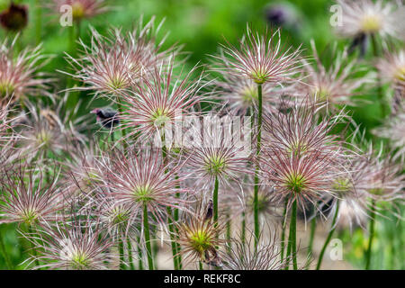 Pasque Flower, têtes de graines Pulsatilla vulgaris Banque D'Images