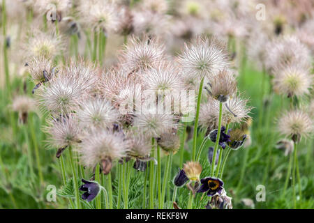 Pasque Flower, Pulsatilla vulgaris Banque D'Images